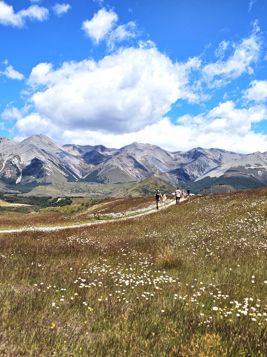 Exploring New Zealand